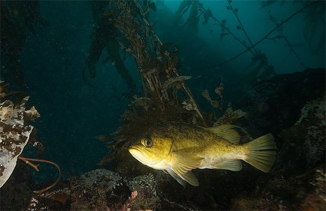 日本核废水、核污染水、福岛第一核电站、染水排海-康兴医疗器械官网