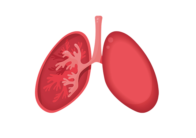 肺部 器官 红色-康兴医疗器械官网 肺部 器官 红色-康兴医疗器械官网