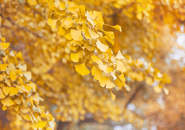 秋天、枫叶、景色-康兴医疗器械官网 秋天、枫叶、景色-康兴医疗器械官网