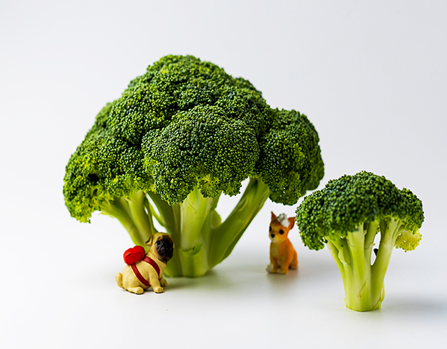 西蓝花、蔬菜、食材-康兴医疗器械官网 西蓝花、蔬菜、食材-康兴医疗器械官网