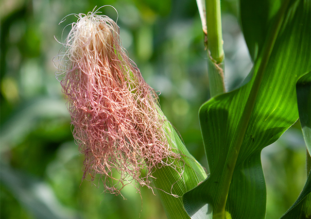 玉米须、食材、健康-康兴医疗器械官网 玉米须、食材、健康-康兴医疗器械官网