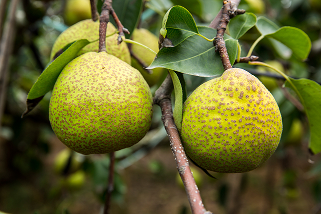梨、水果、健康-康兴医疗器械官网 梨、水果、健康-康兴医疗器械官网