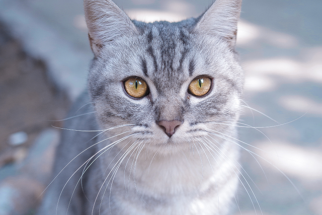 猫猫、平静、黄瞳-康兴医疗器械官网 猫猫、平静、黄瞳-康兴医疗器械官网