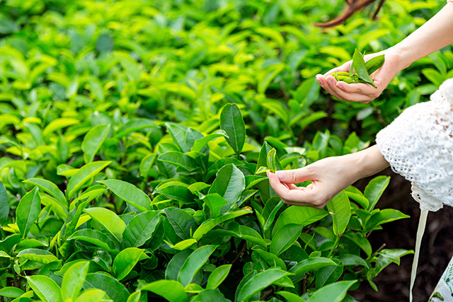 茶叶、种植、茶园-康兴医疗器械官网 茶叶、种植、茶园-康兴医疗器械官网